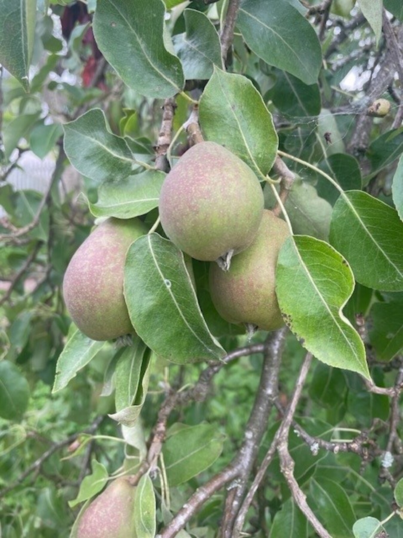 Privat bilde tatt av eier Galleribilde