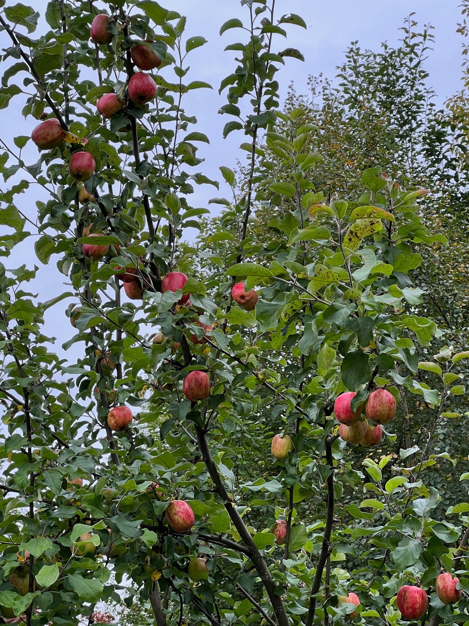 Epletre med goooode epler Galleribilde