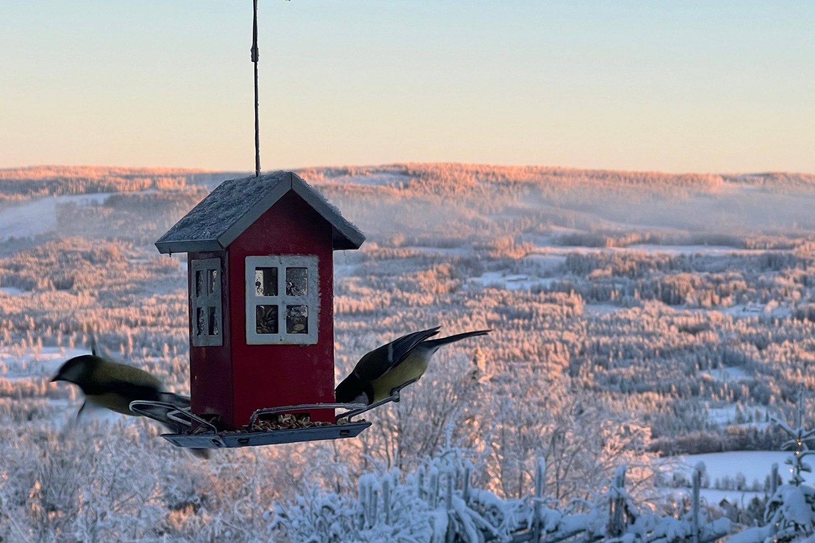 Rikt fugleliv Galleribilde