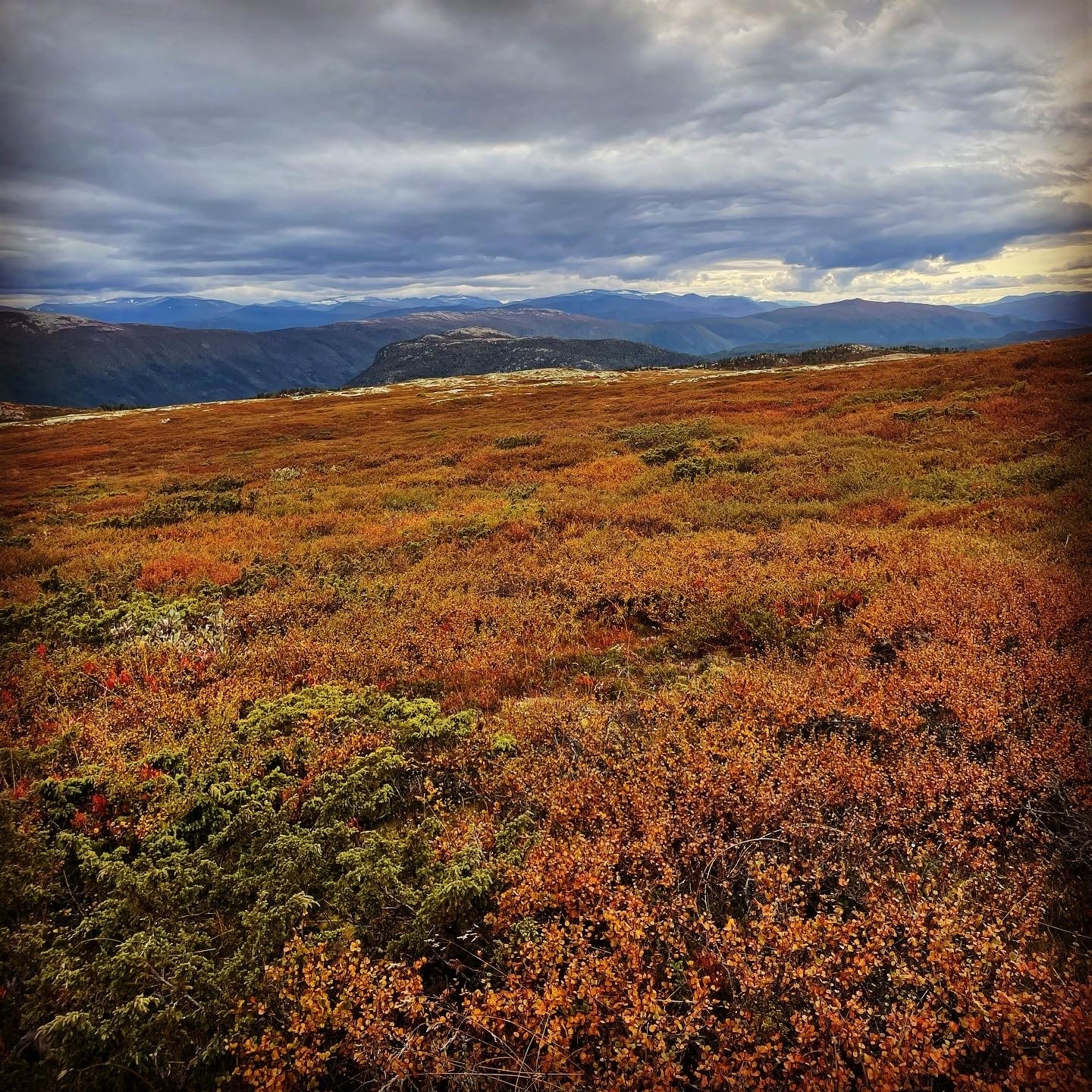 Fjellet i vakre høstfarger Galleribilde