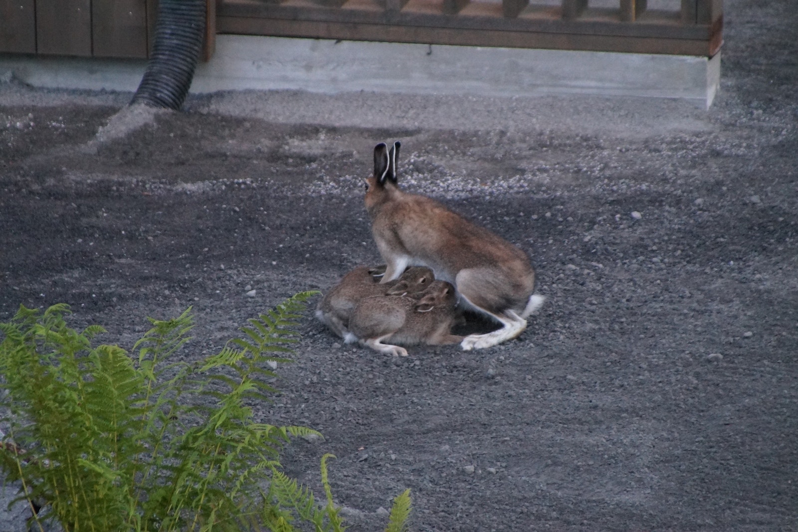 Wildlife (dear, moose, sea eagle, etc.) Galleribilde