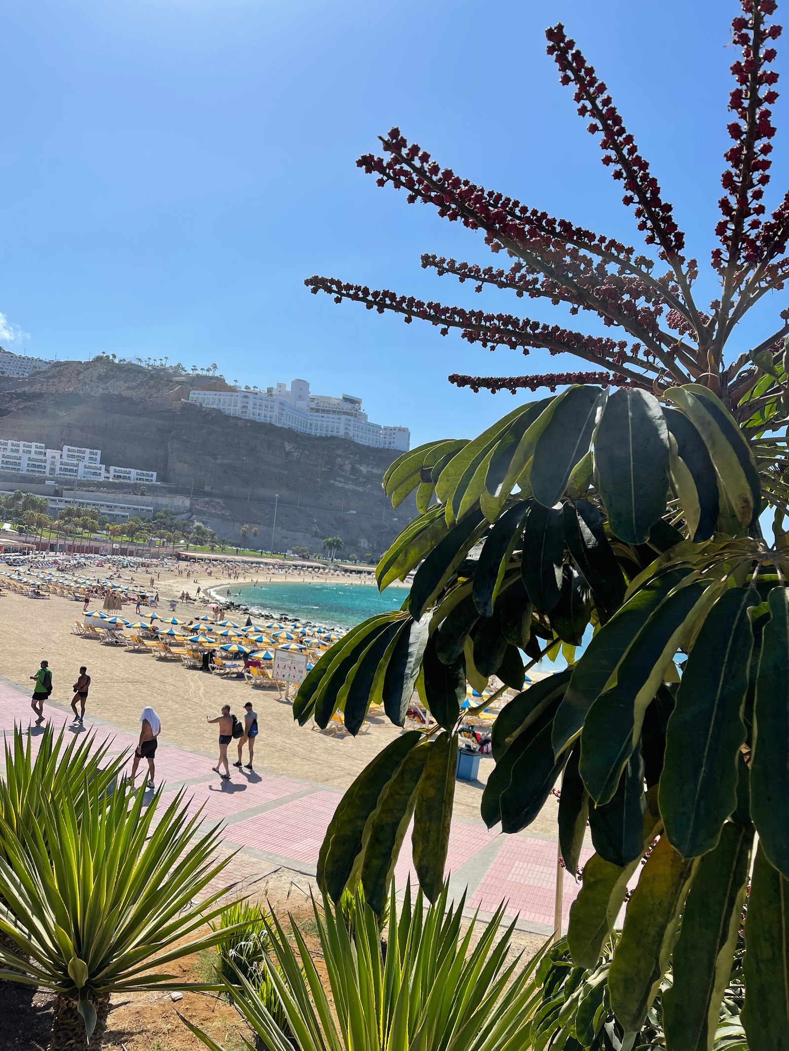 Amadores beach Galleribilde