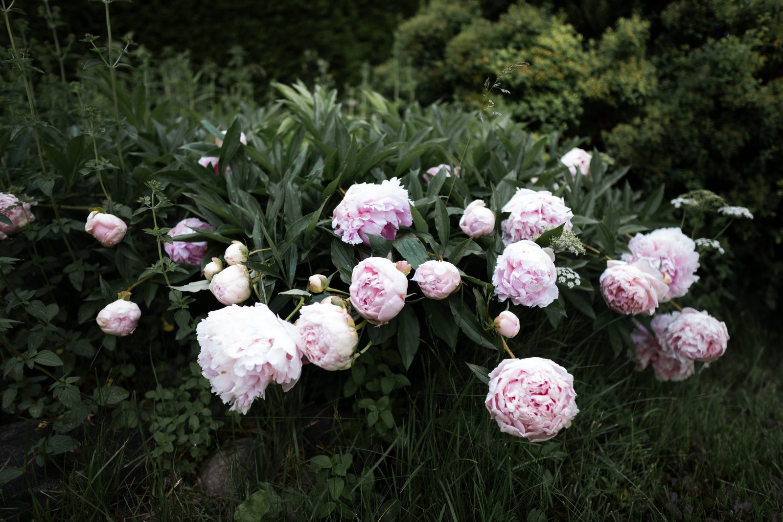 Blomstring i juni Galleribilde