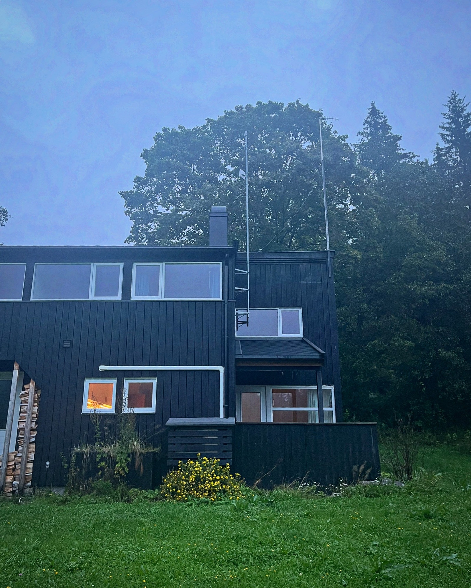 Halvpart av vertkaldelt tomannsbolg Galleribilde