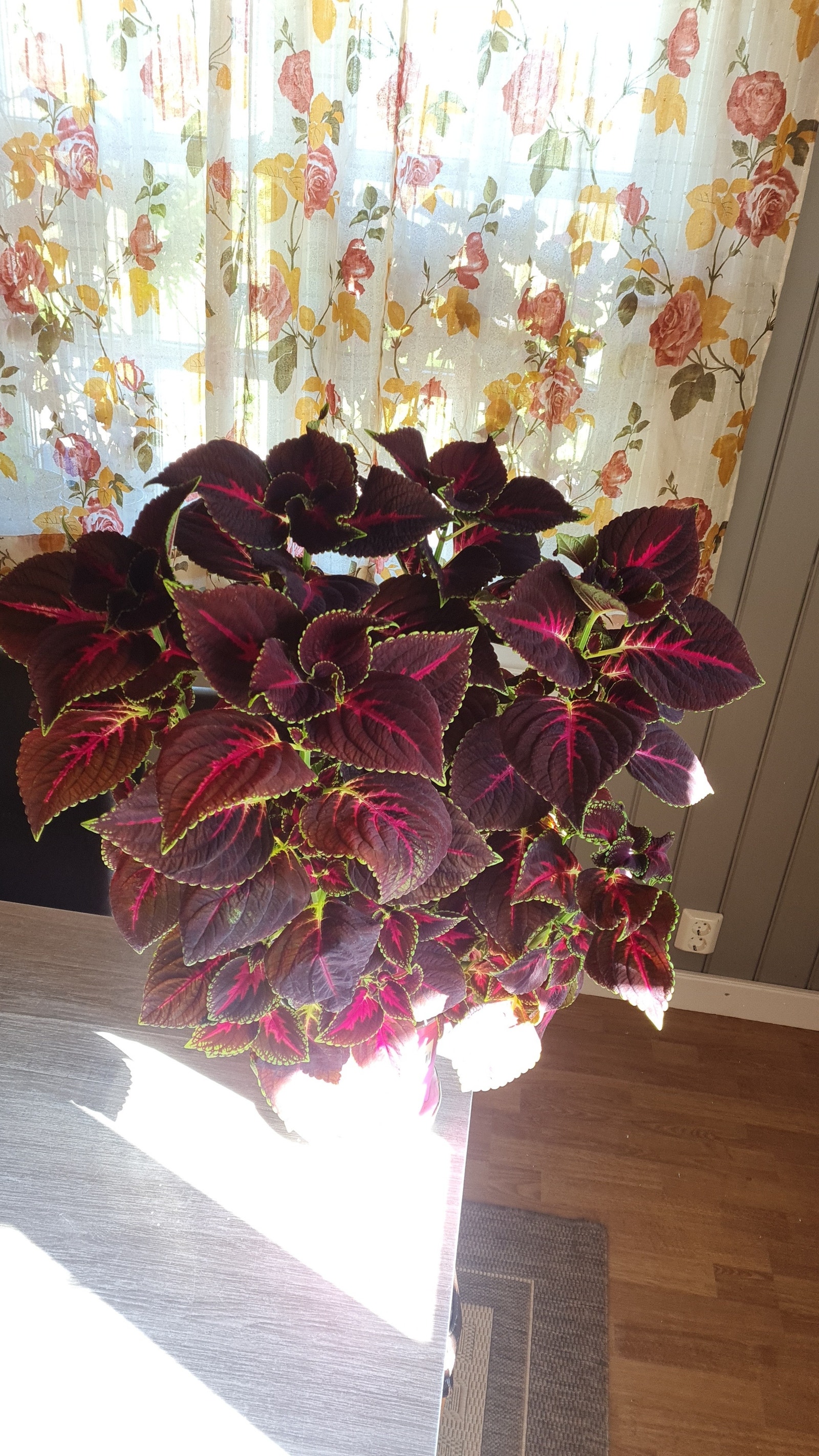 STOR PLANTER TIL SALG FINN