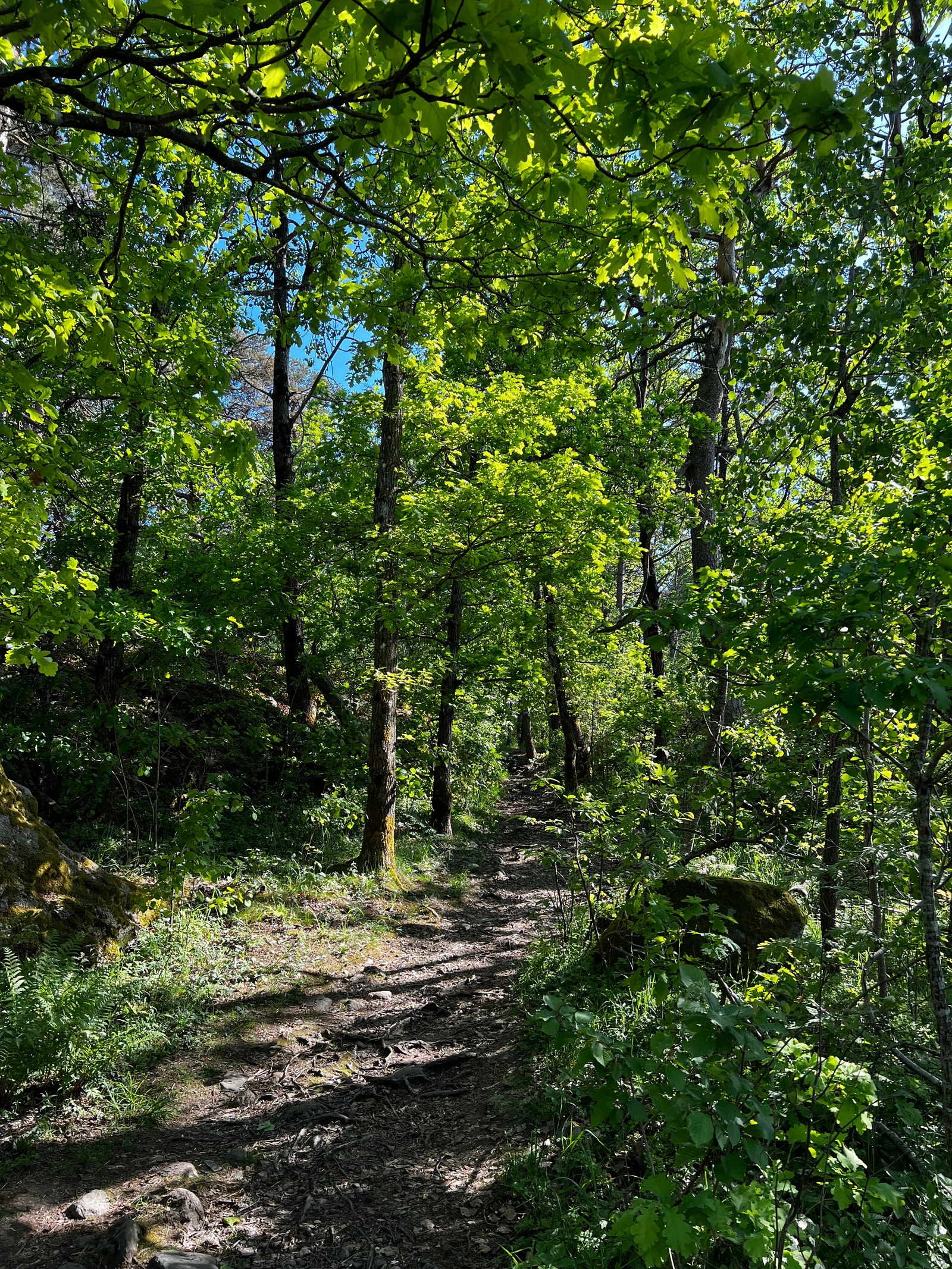 Oterøya🌿med stier, svaberg. 🎣 Galleribilde