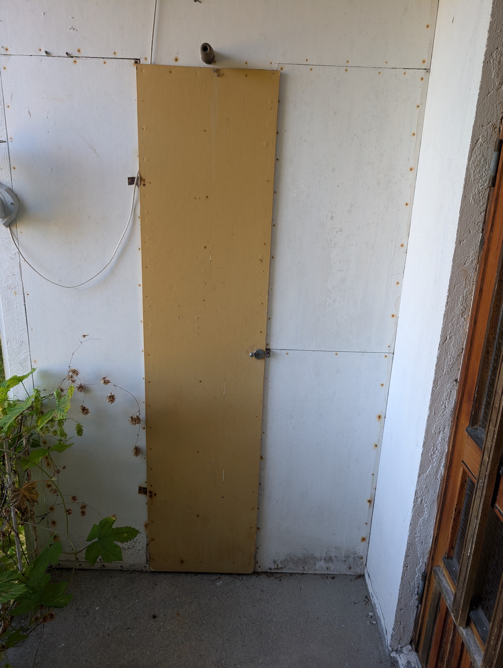 Kott på trapp Galleribilde