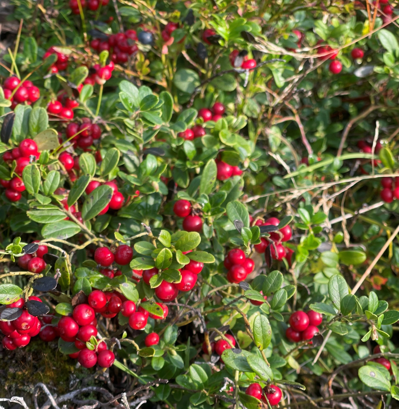 Rikelig med tyttebær i nærområdet Galleribilde
