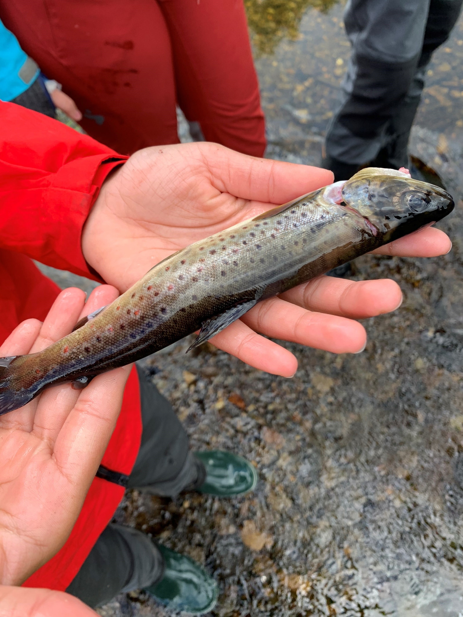 Fin liten fjellørrett for stekepanna Galleribilde