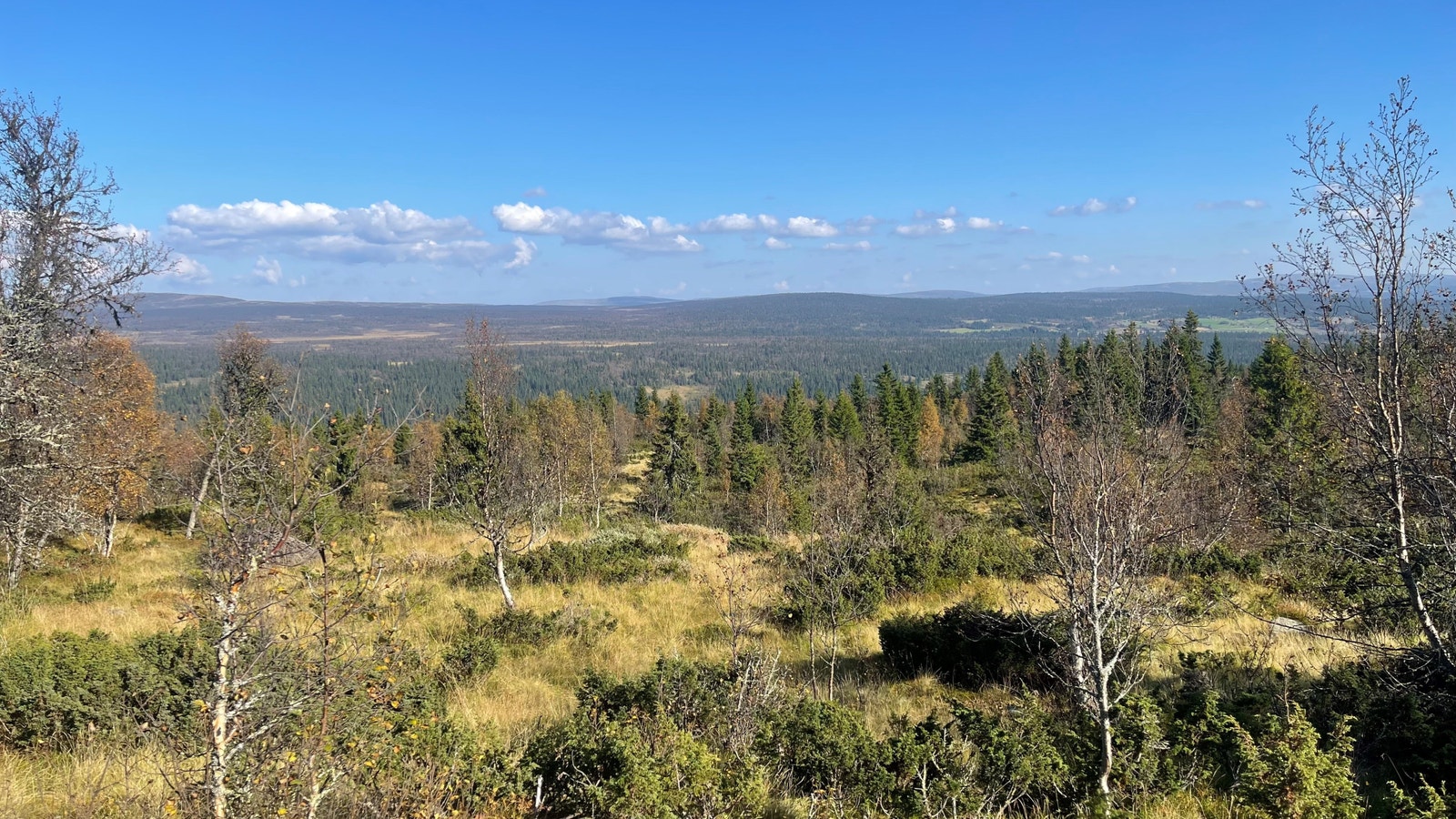 Utsikt fra tomta mot sør-øst Galleribilde