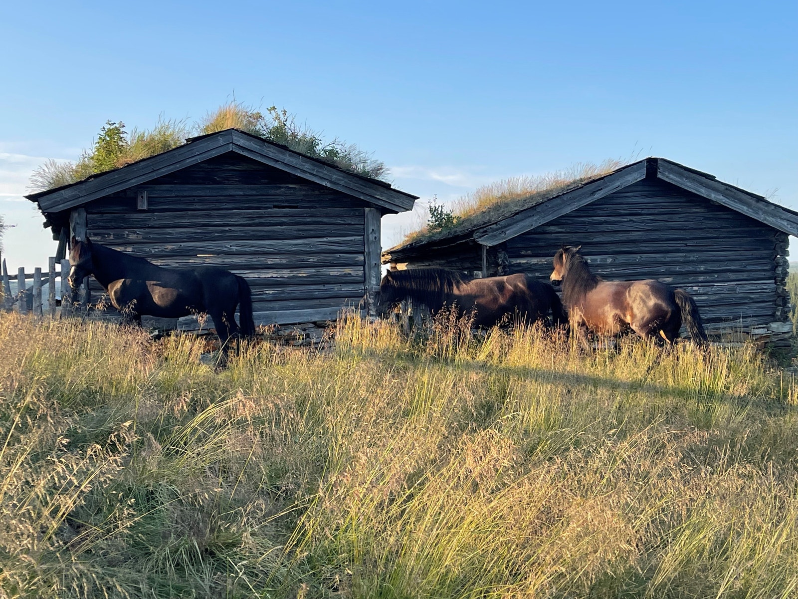 Både hester, kuer og sauer beiter på Skottensetra Galleribilde
