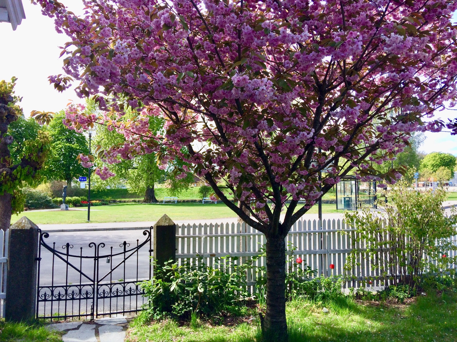 Andel i en søt eldre hage. Sjeldenhet i Stavern sentrum. Galleribilde