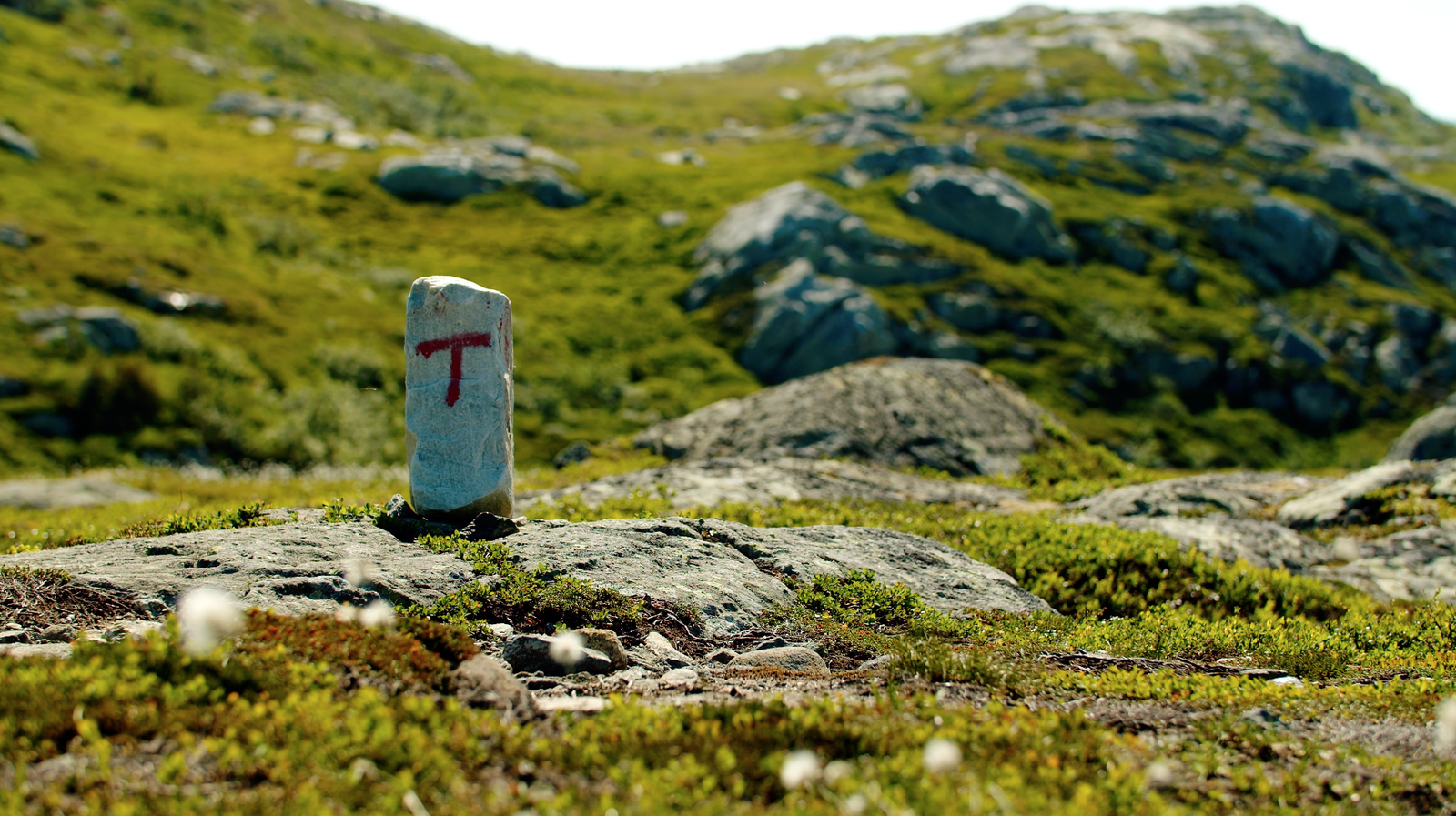 I sommerhalvåret finner dere godt markerte turstier og sykkeltraseer i nærområdet både på høyfjellet og i lun skog. Galleribilde