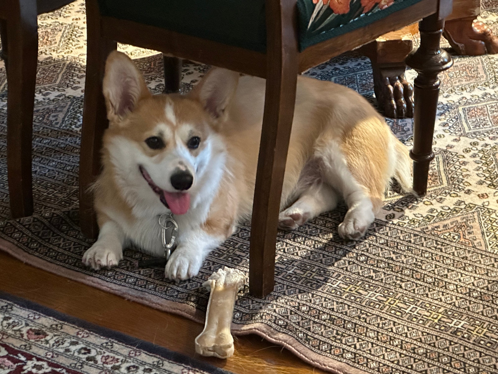 Hund som bor i 1 etasje (annen leilighet) Galleribilde