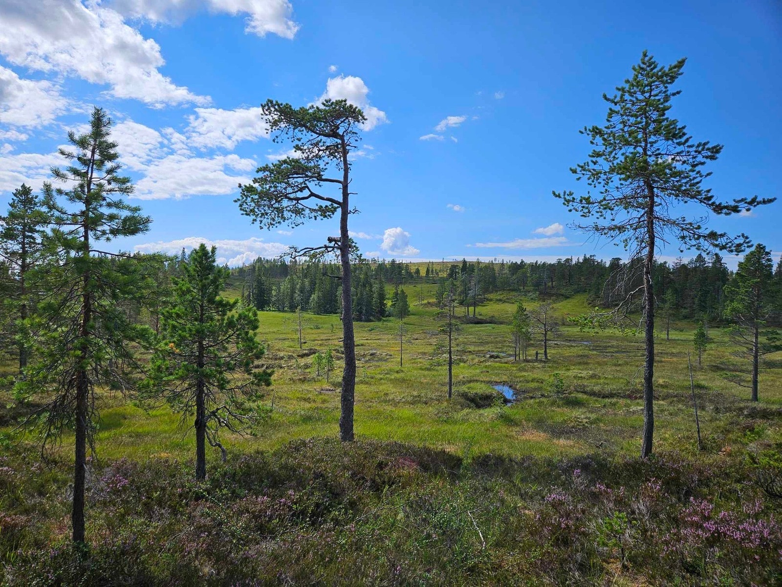 Områdebilde Galleribilde