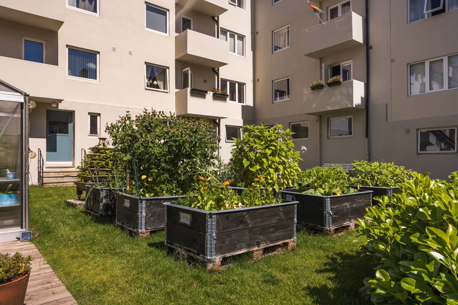 Borettslagets hagebruk dyrker blant annet poteter, salater og jordbær. Galleribilde