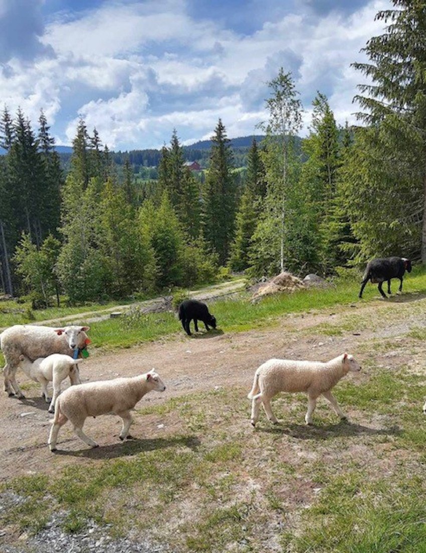 Bilde tatt av selger. Galleribilde