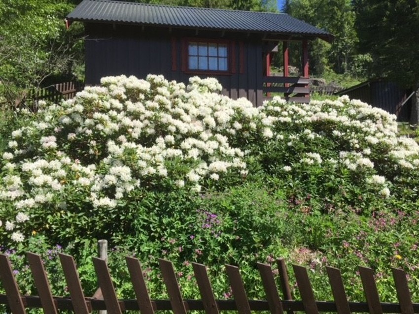 Bilde tatt av selger. Galleribilde