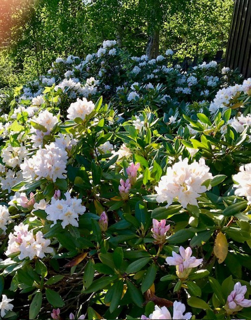 Bilde tatt av selger. Galleribilde