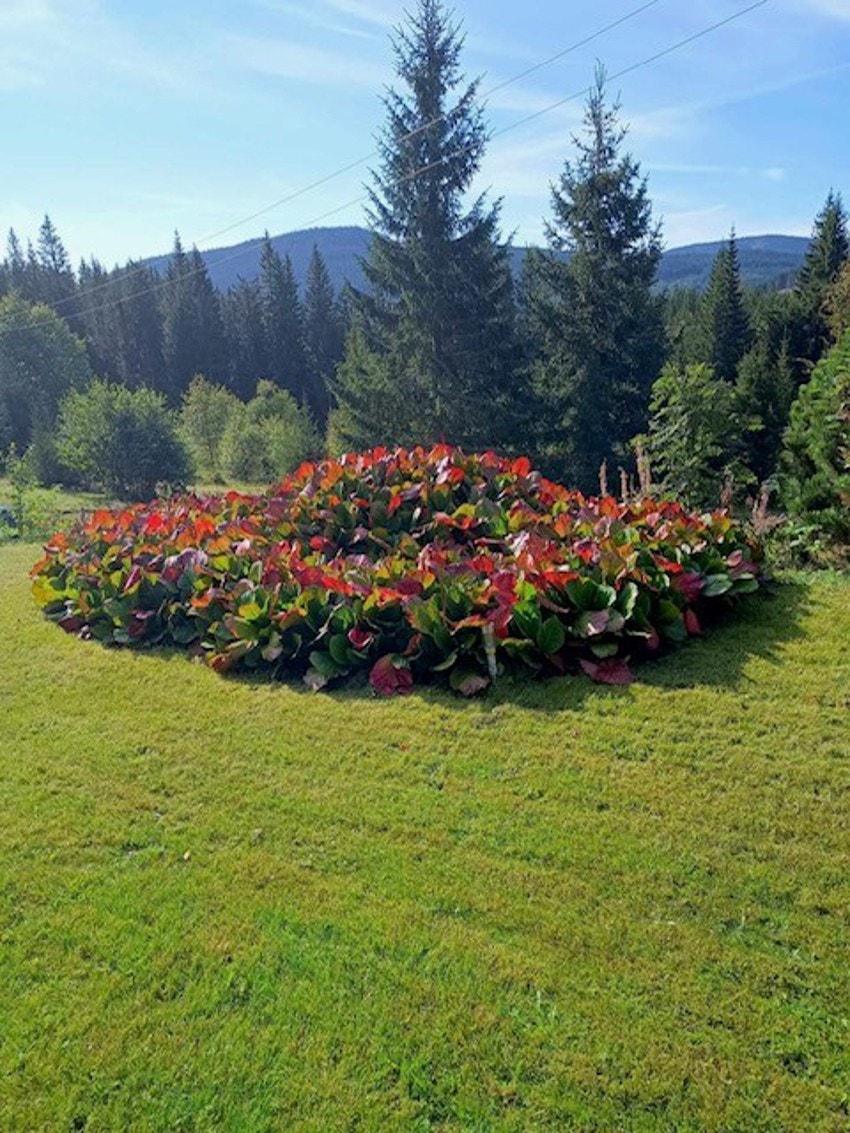 Bilde tatt av selger. Galleribilde