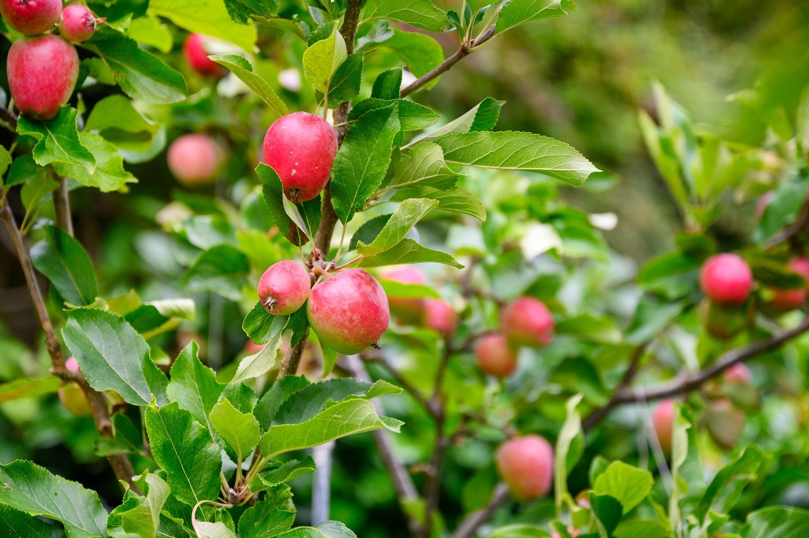 - Herlige epletrær på egen tomt - Galleribilde