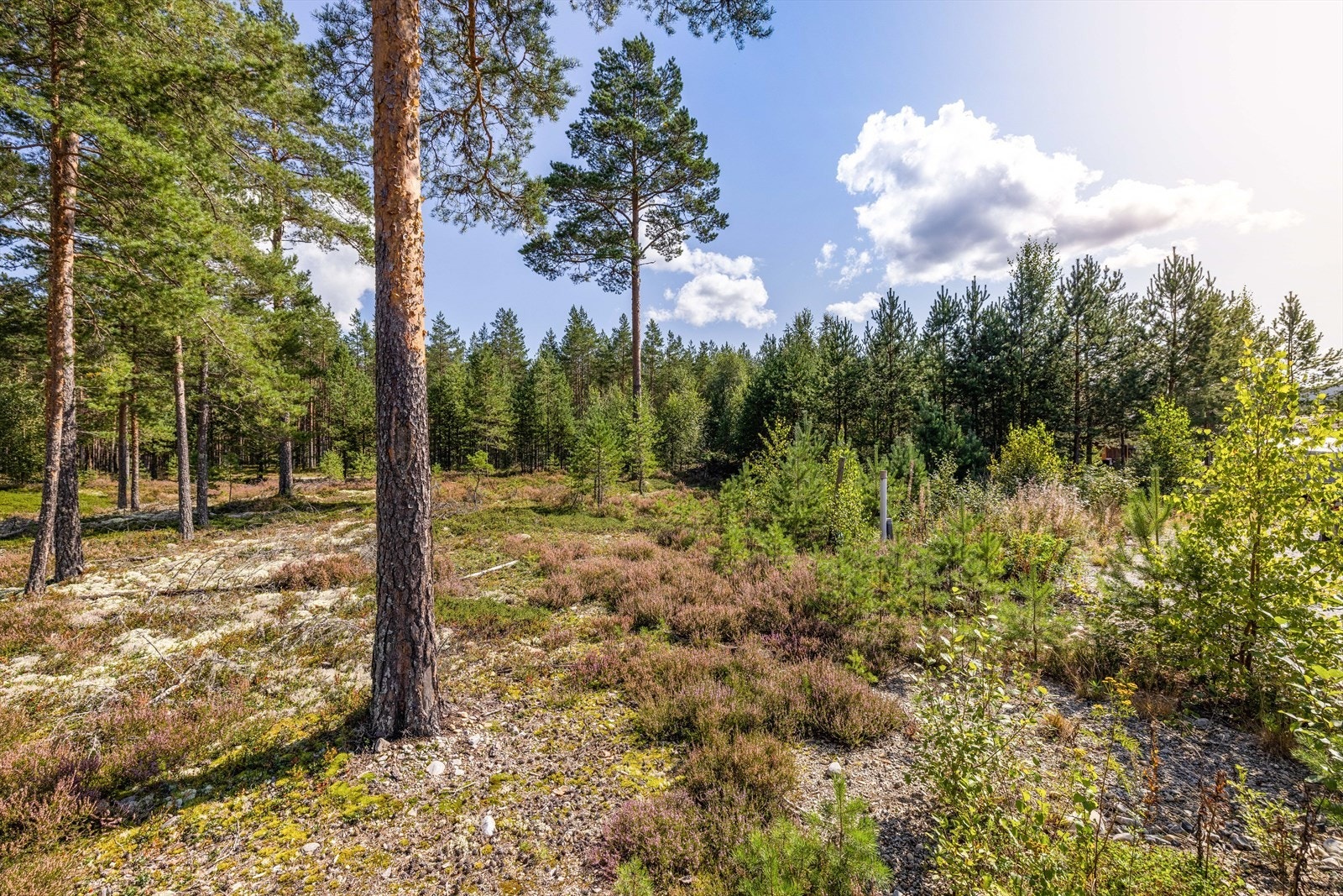 Bygg boligdrømmen på en flat og fin råtomt på 759 kvm, meget solrikt beliggende i landlige omgivelser rett ved idrettsplassen på Hørte. Galleribilde