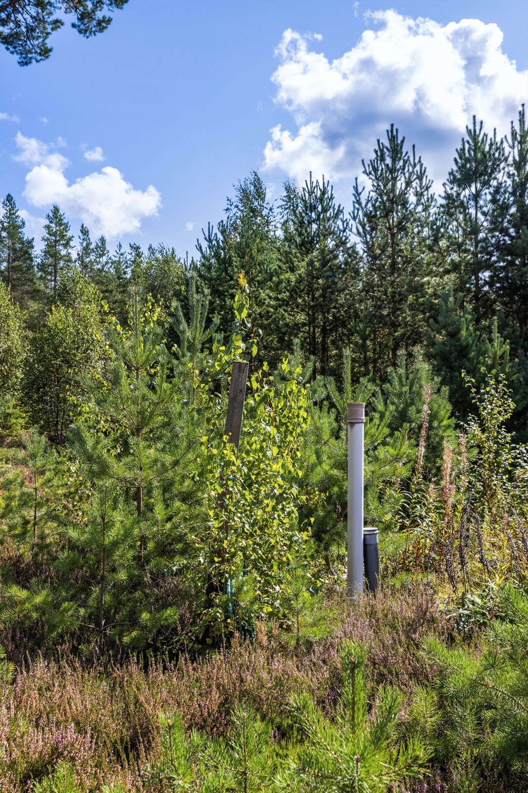 Flat og fin råtomt på 759 kvm. Galleribilde