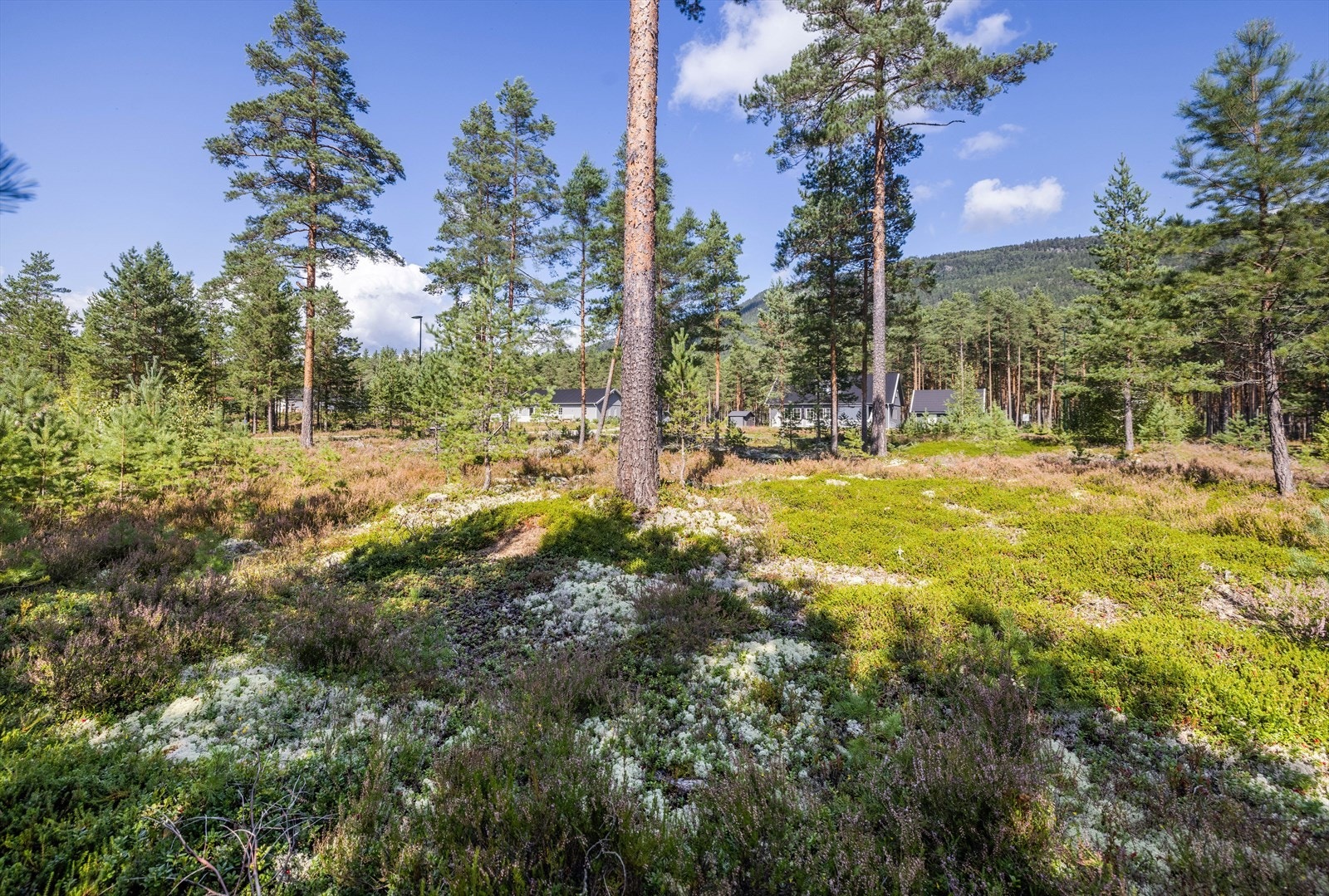 Eiendommen selges slik den står per i dag med den vegetasjon som måtte være på eiendommen. Galleribilde