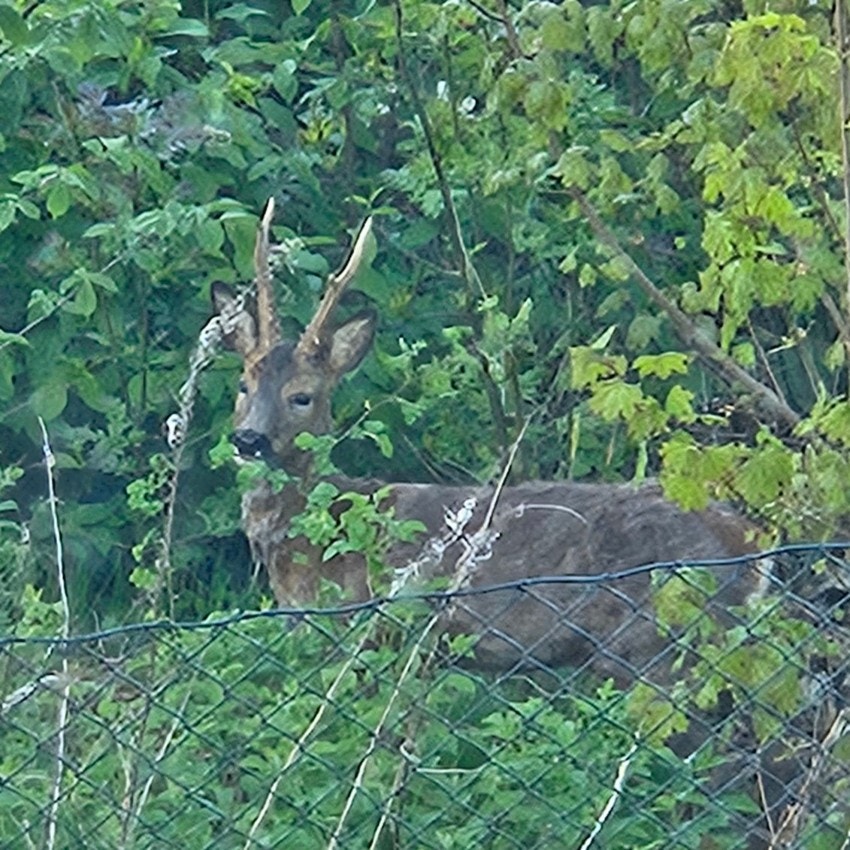 Av og til kan du også se rådyr. Galleribilde