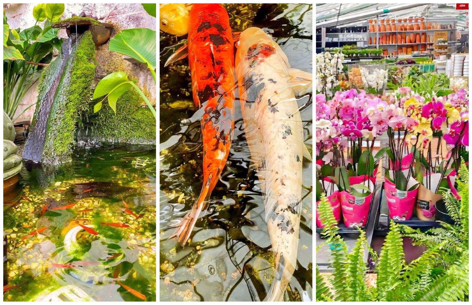 Kjempstor og populær plantasjen på Skullerud Galleribilde