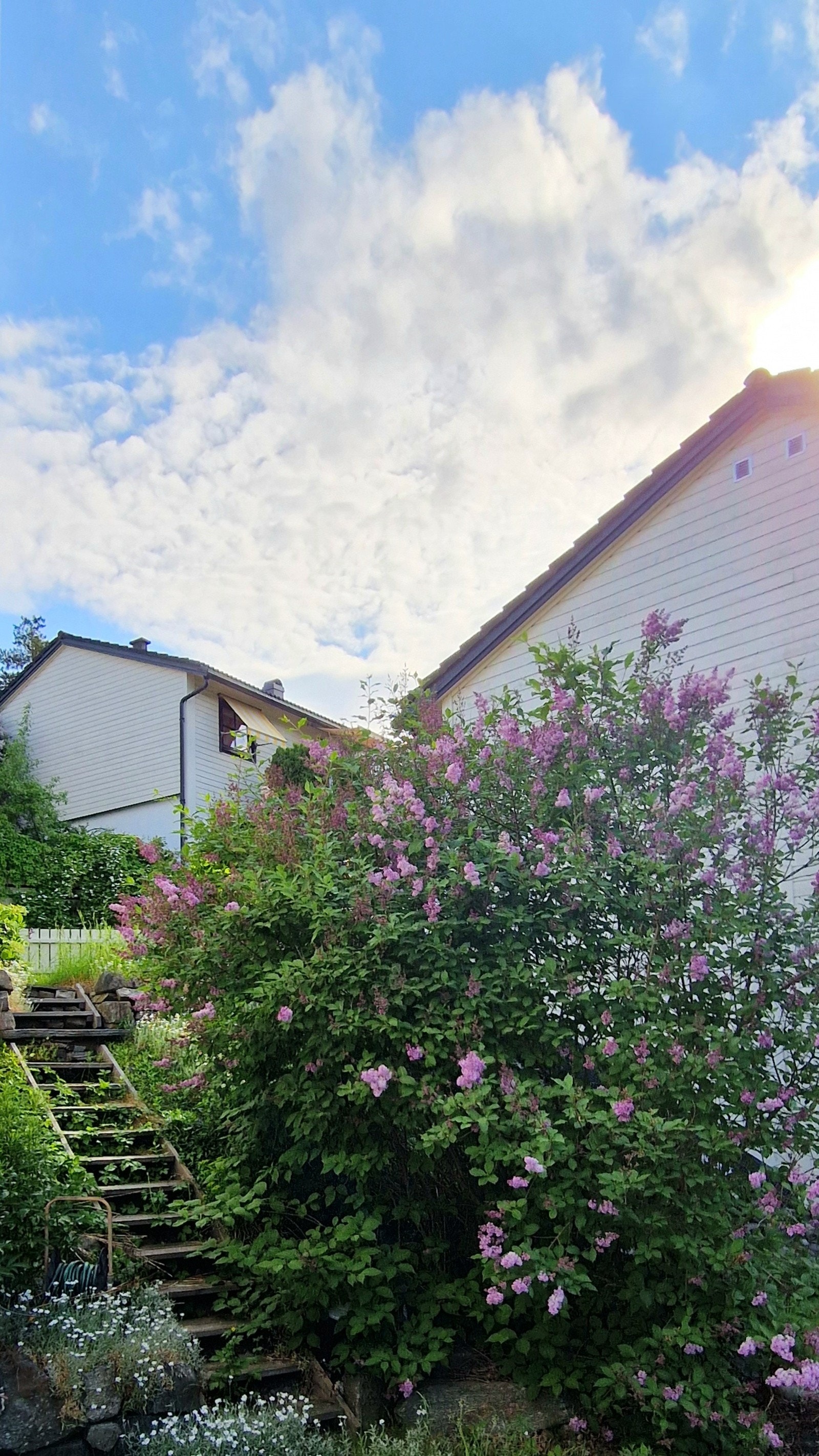 Nydelig hage med blomstrende syrin Galleribilde