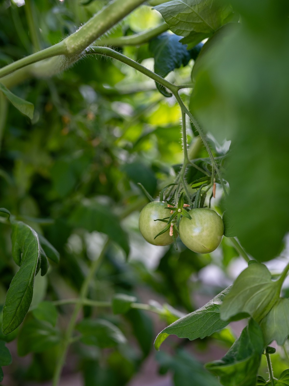 Fra drivhuset. Galleribilde