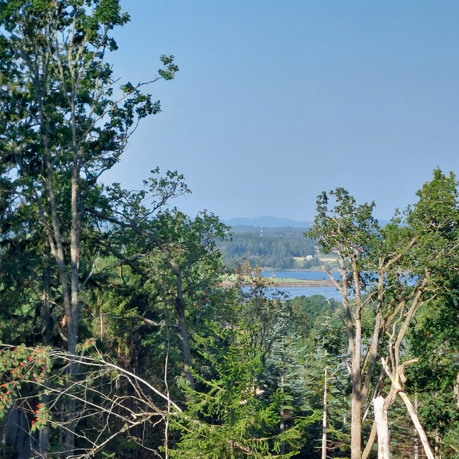 Eiketrær og Viksfjord i horisonten. Galleribilde