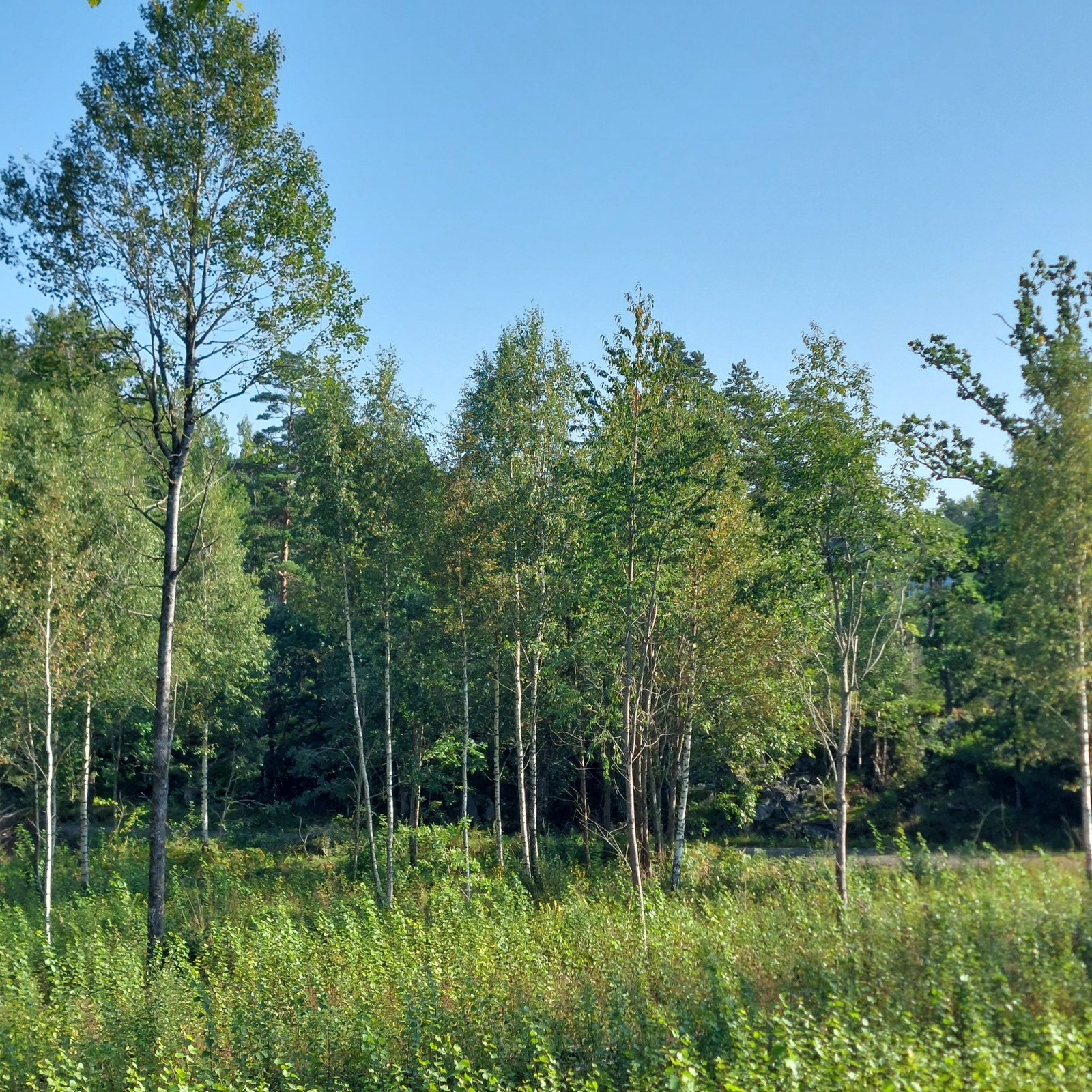 Tomta sett fra vest Galleribilde