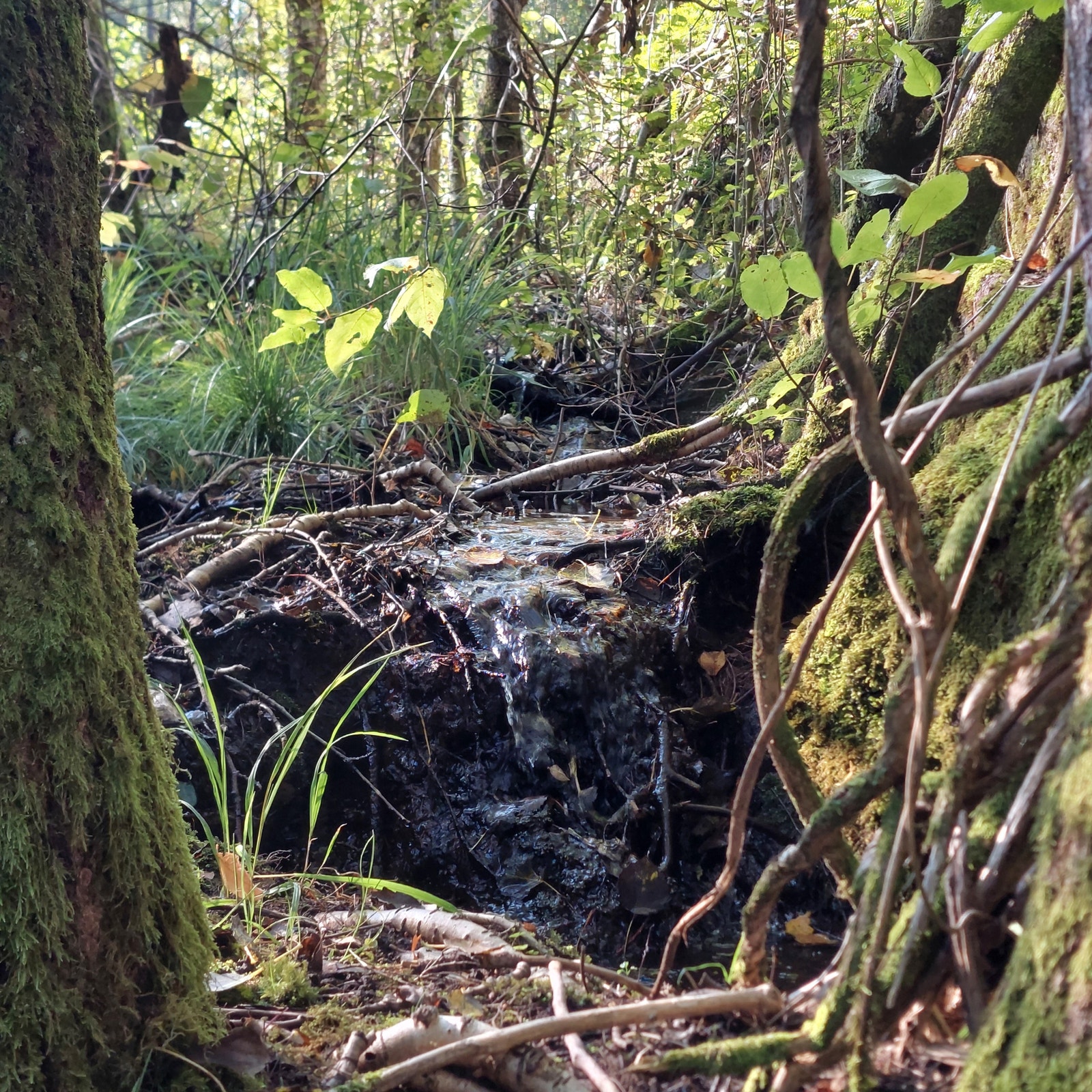 En koselig liten sildrebekk renner gjennom hele området Galleribilde