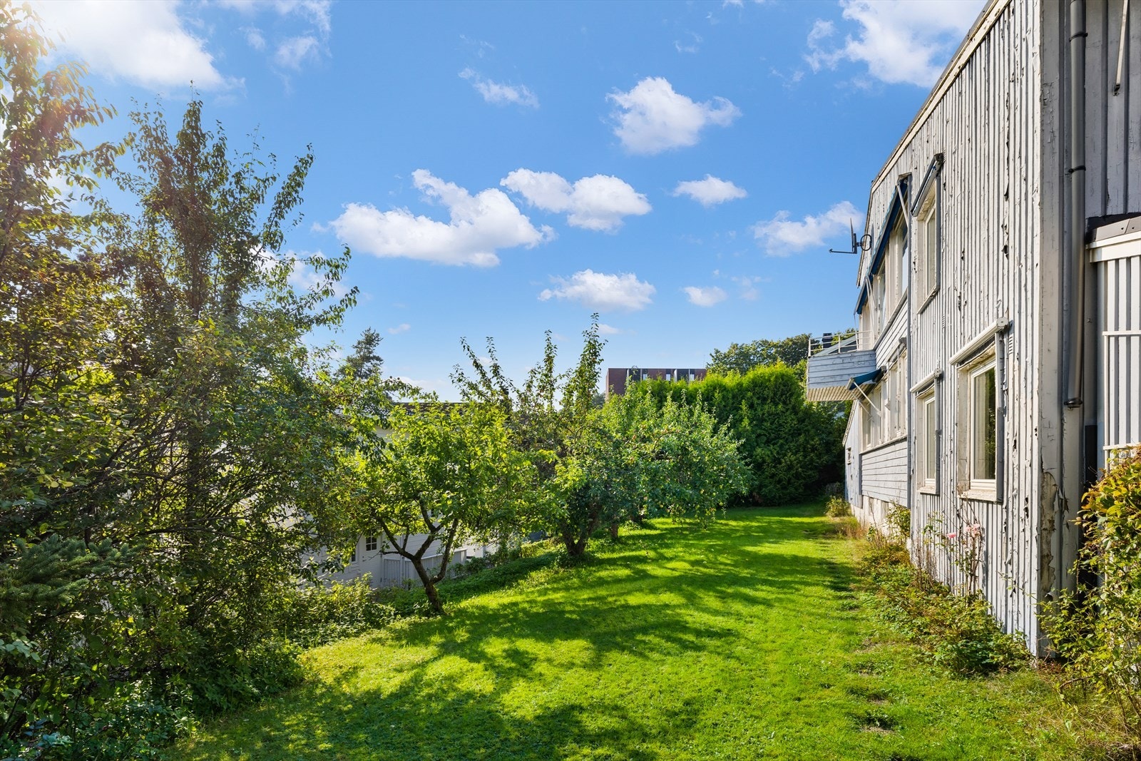 Usjenert hage med frukttrær Galleribilde