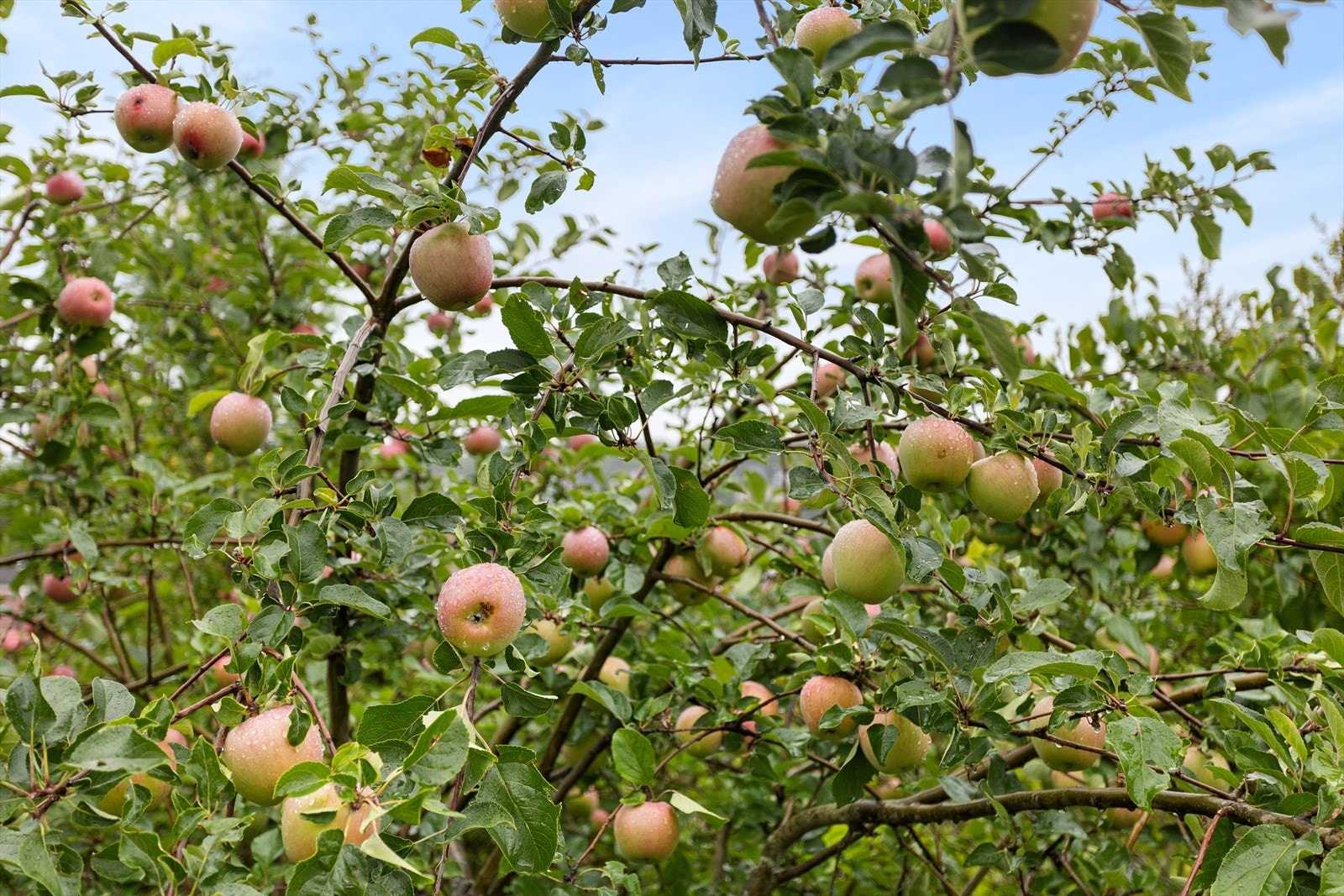 Epletreet i hagen bærer flere frukter enn bare epler, det skjermer og gir privatliv Galleribilde