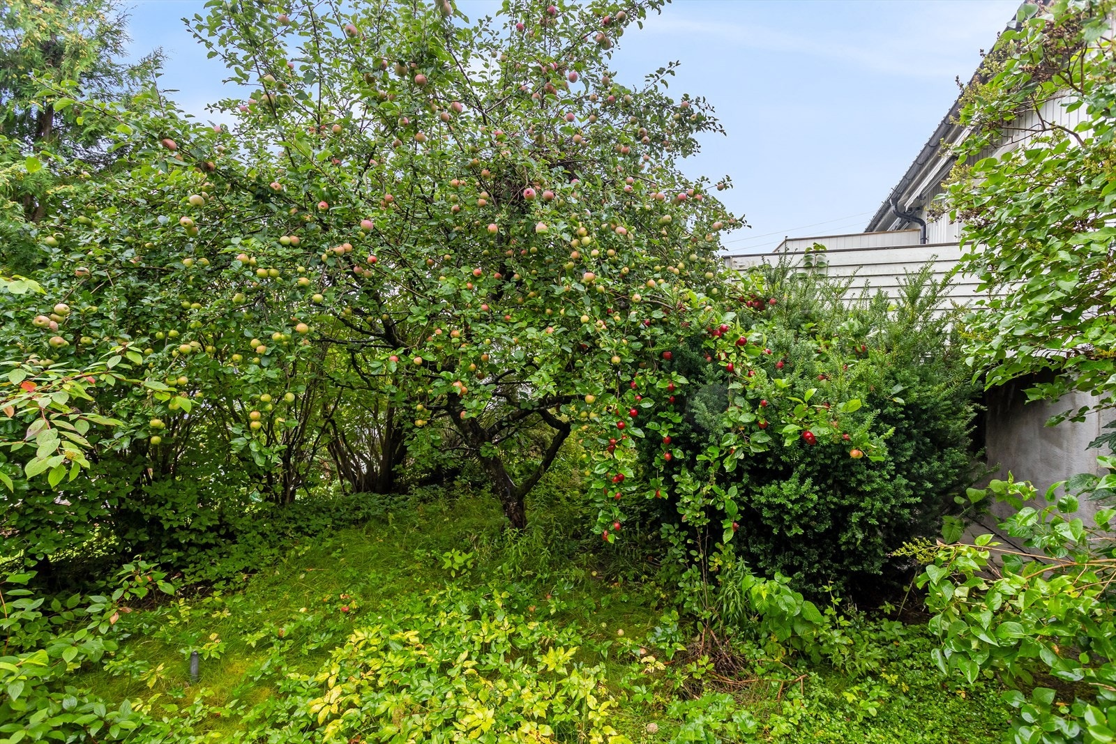 Her kan du høste epler og lage mange eplekaker! Galleribilde