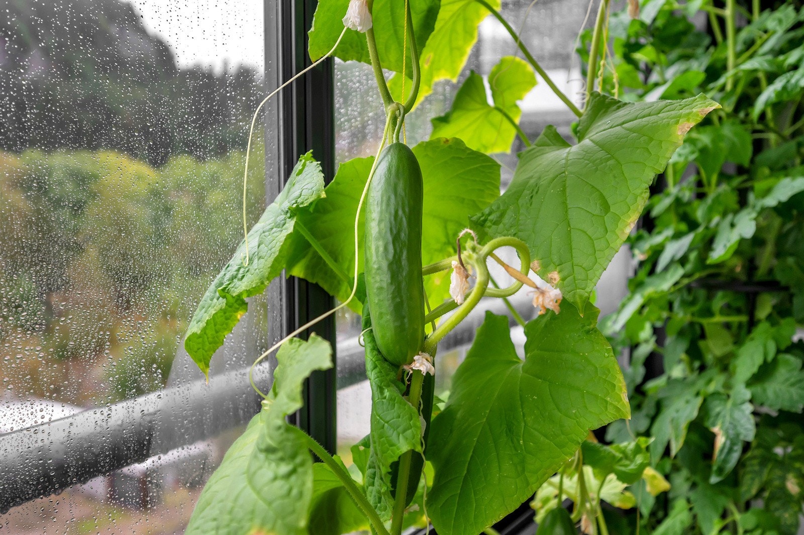 Her kan man dyrke grønnsaker. Galleribilde