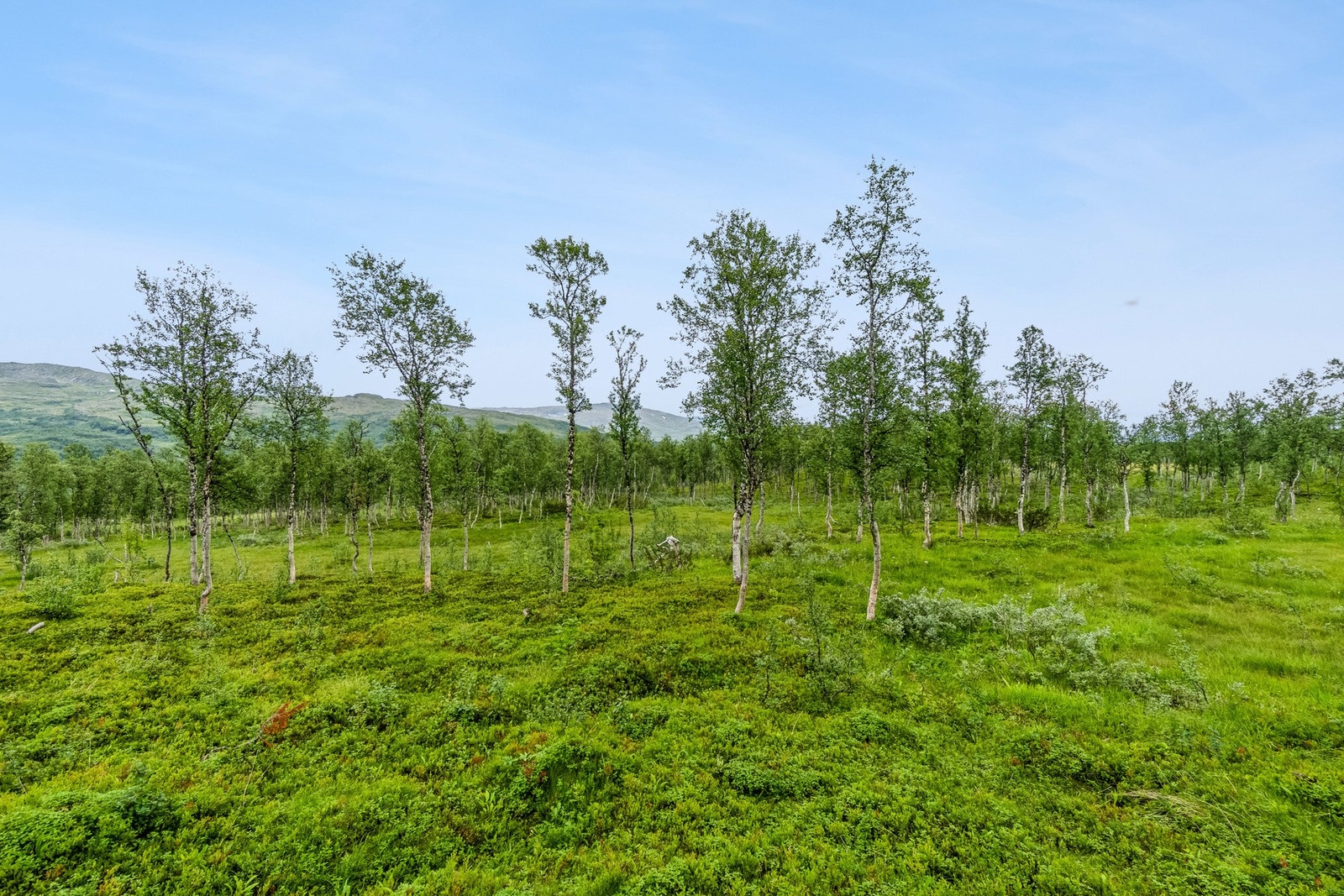 Uteområde Galleribilde