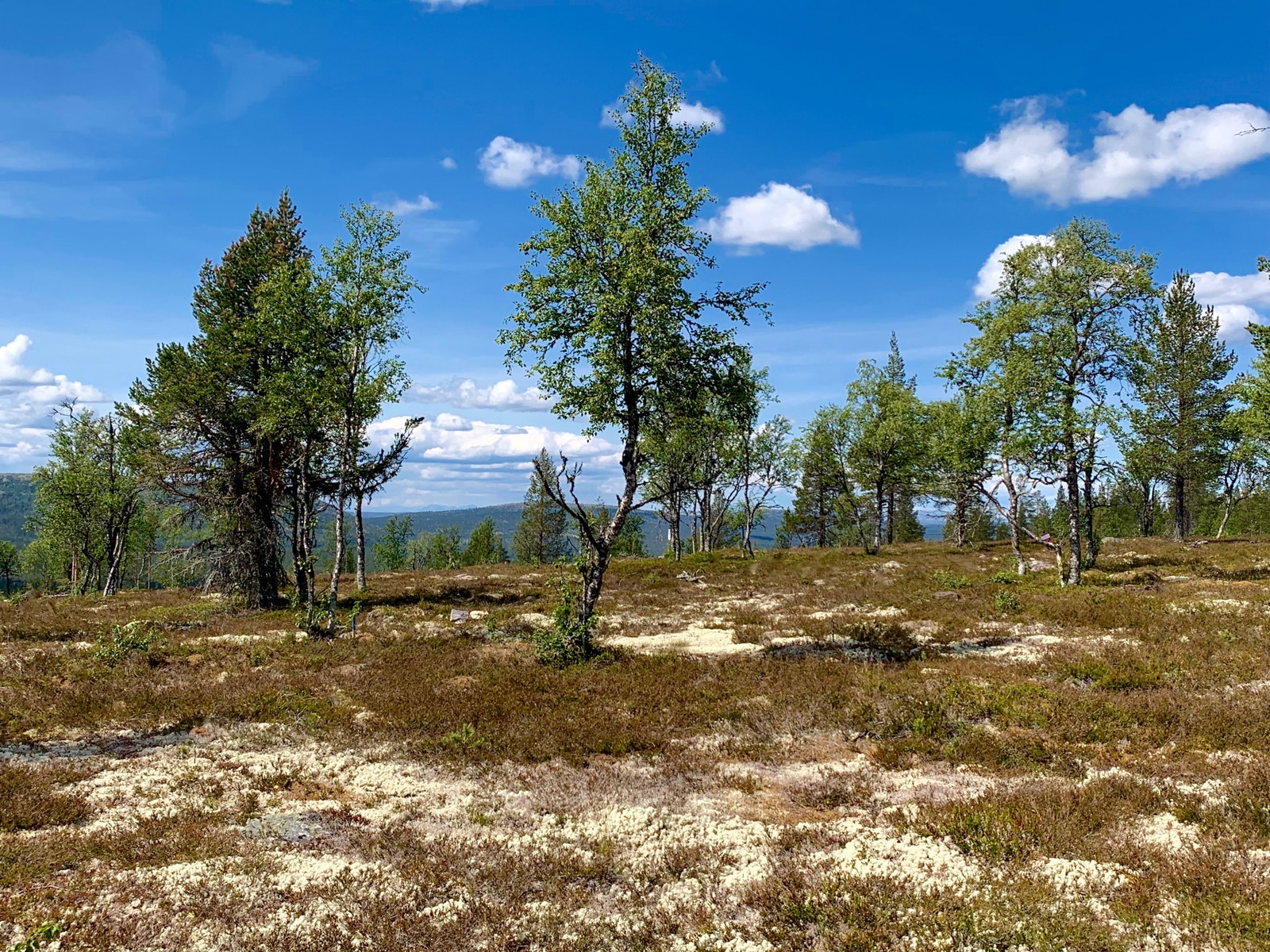 Vestnord sett fra tomtene. Galleribilde