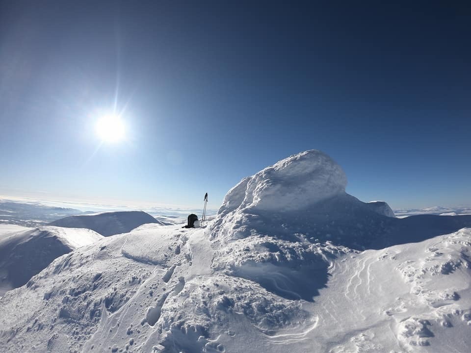 Mens andre foretrekker å slå seg ned på toppen, så nær sola som mulig!
foto: Guro Høye Ekholt Galleribilde
