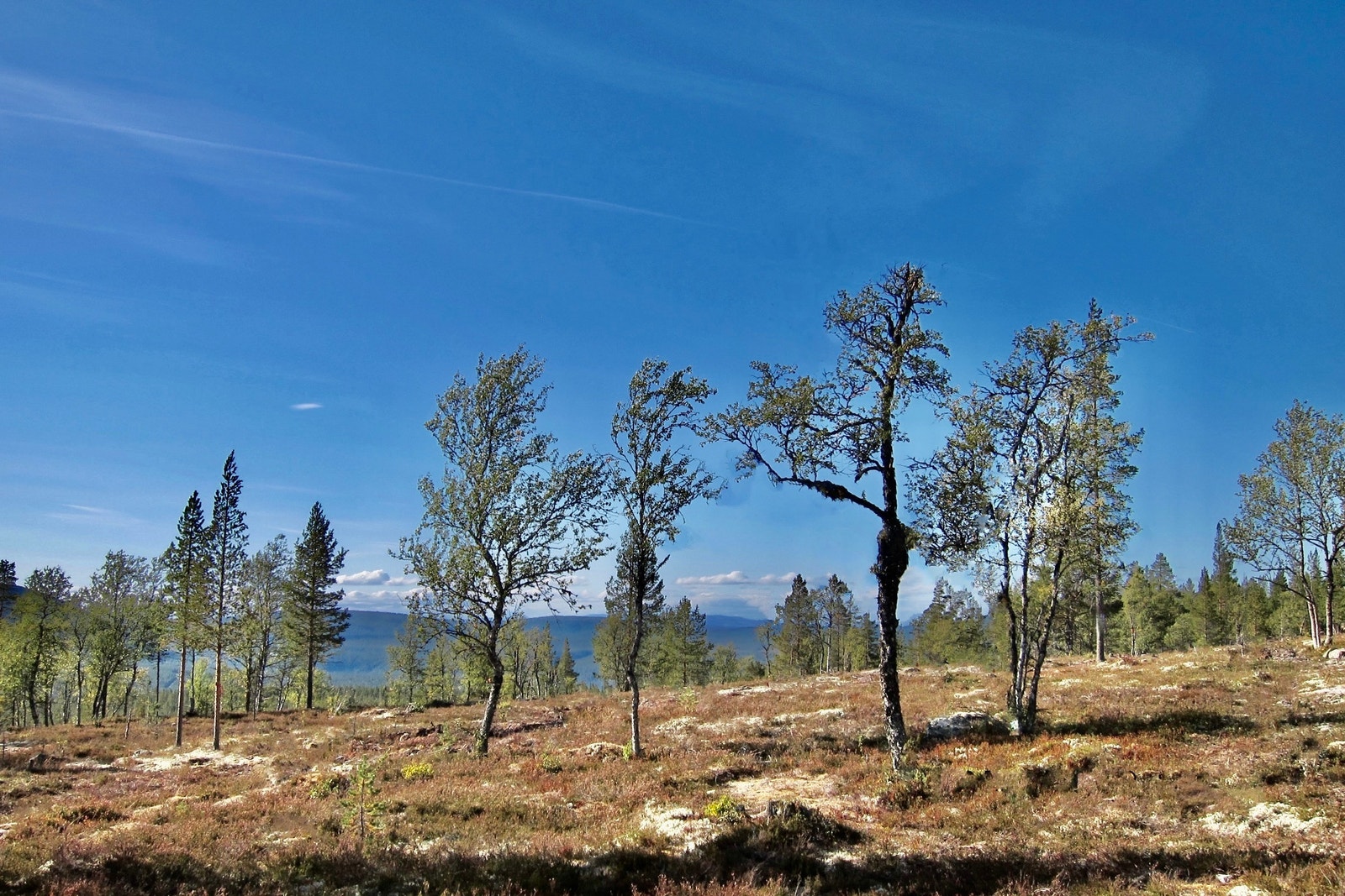 Nordvestover (sommeren var varm og tørr, derfor brunere i lavet enn normalt. Galleribilde