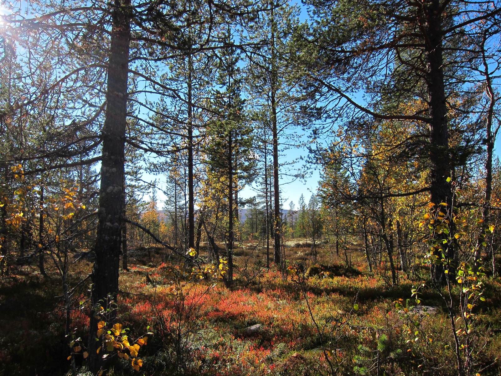 Høststemning fra skogen bak Renålias øverste tomter. Mye bær og sopp venter på ivrige sankere.. Galleribilde