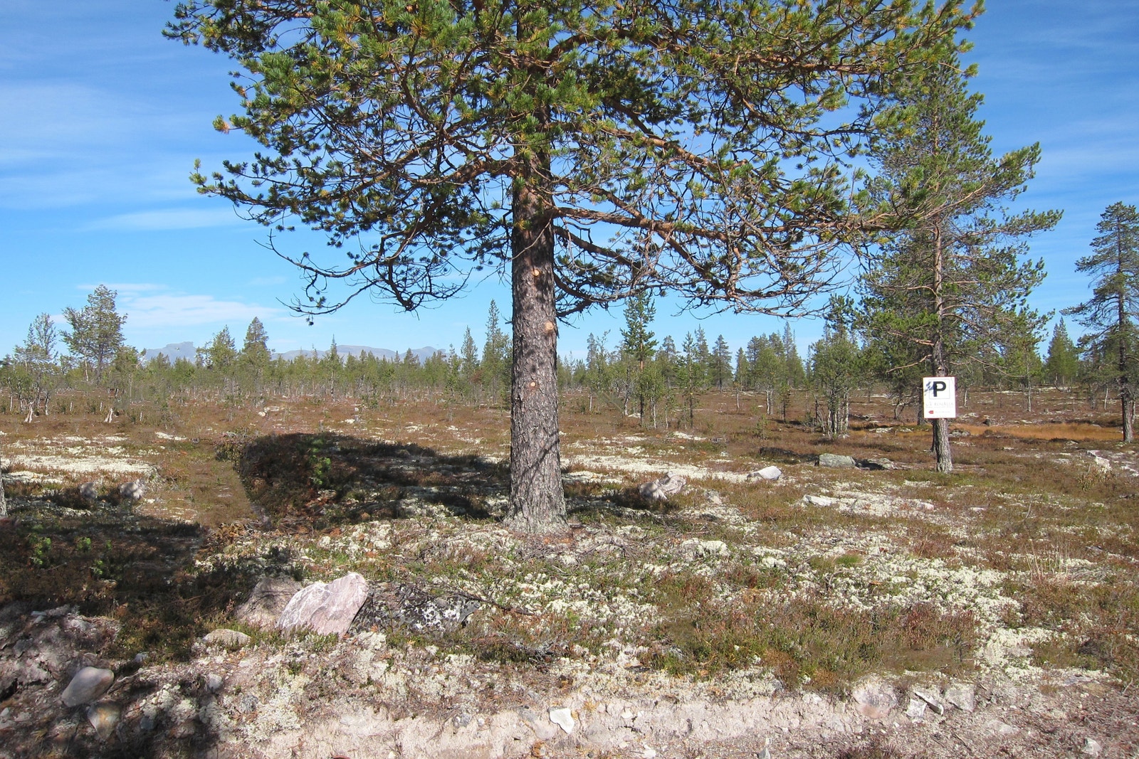 P-plassen litt lengre opp i Osdalsveien etter visningsveien. Visningsstien er merket med røde Renåliaskilt og røde bånd på trærne. Du går først noen meter nordover på kjerreveien, deretter smetter du inn i terrenget vestover. Følg skilt/bånd. Galleribilde