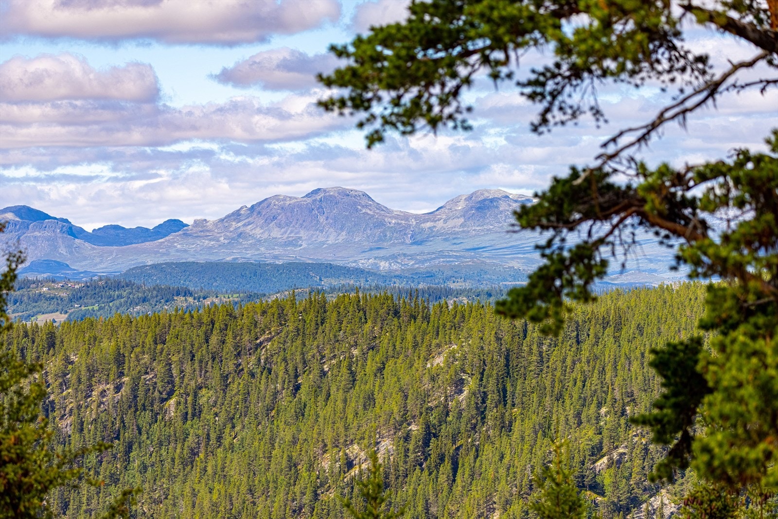 Fantastisk utsikt mot blant annet Skogshorn, Grytingen, Blåbergji, Lauvdalsbrea og Reineskarvet. Galleribilde