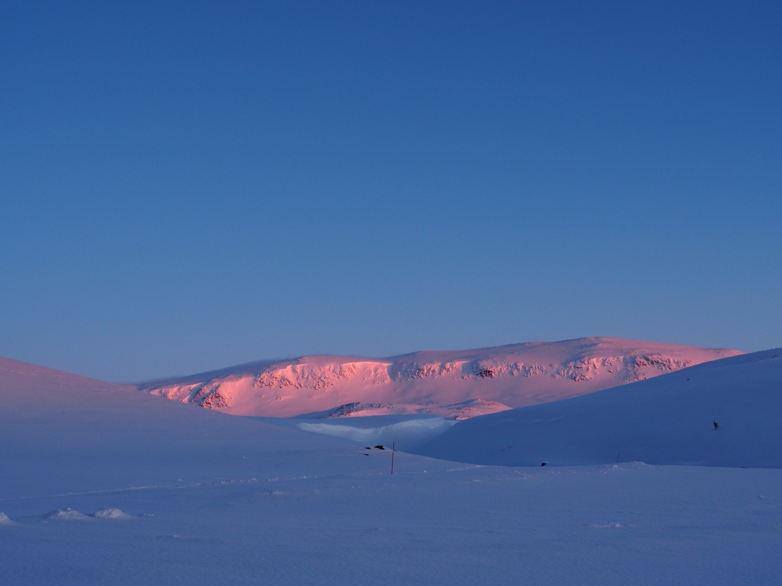 Reineskarvet Galleribilde