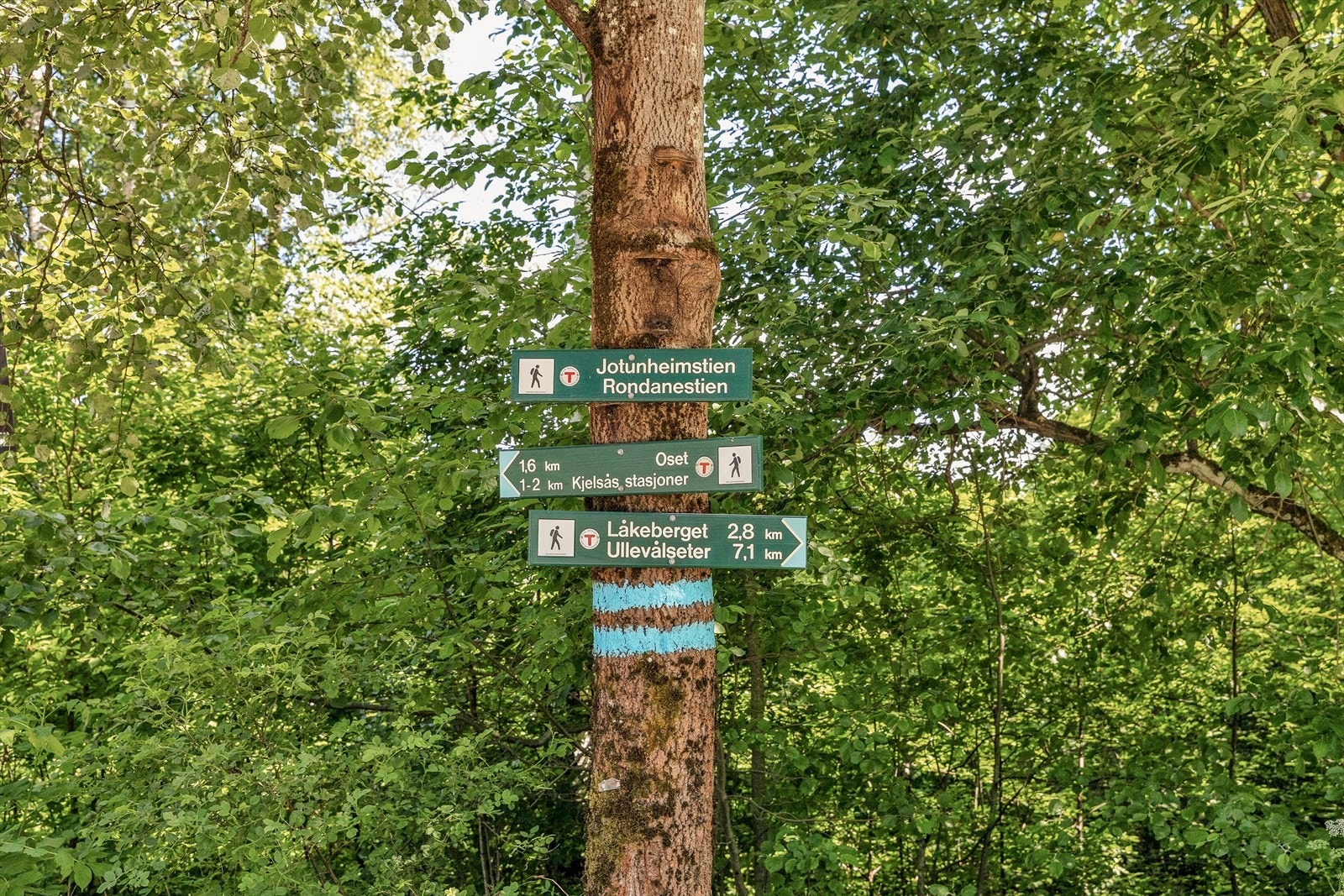 Om vinteren kan du spenne på deg skiene like ved boligen og ta en skitur i en av de mange løypene. Galleribilde