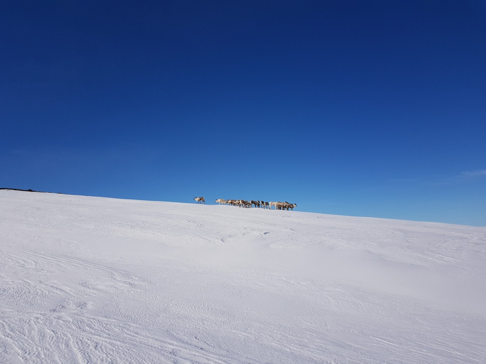 På tur kan du risikere å møte på en flokk med rein Galleribilde