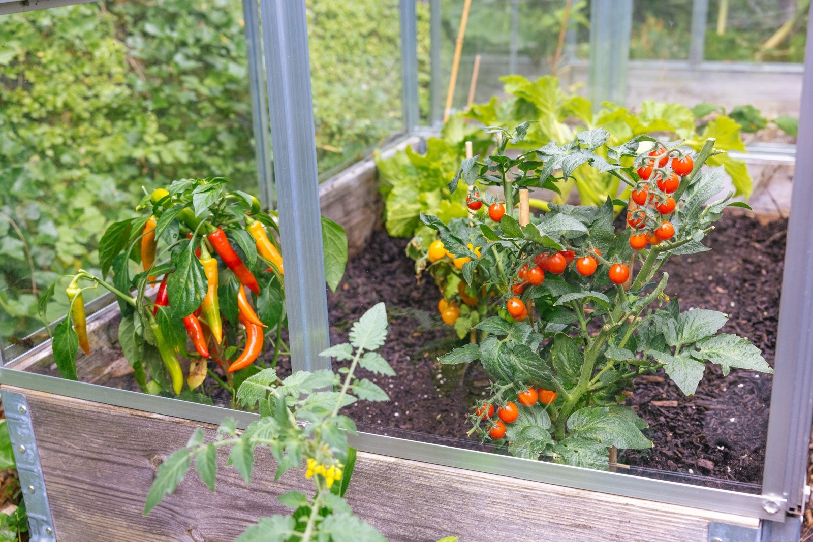 Kjøkkenhage med diverse urter og grønnsaker Galleribilde